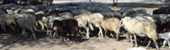 DSC00093