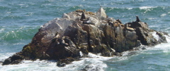 Sea Lions