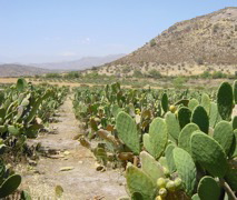 Cactus